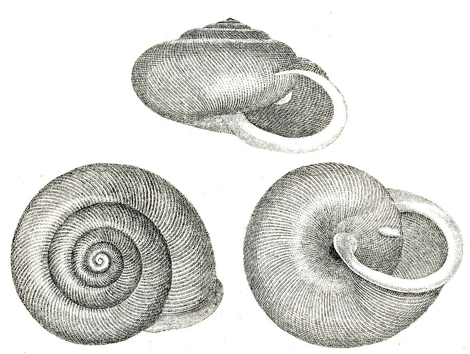 Photo of White-lip globe snail