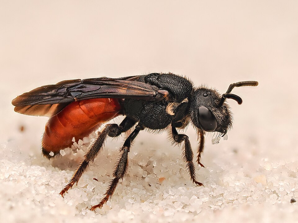 Photo of White-lipped blood bee