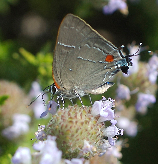Photo of White M hairstreak