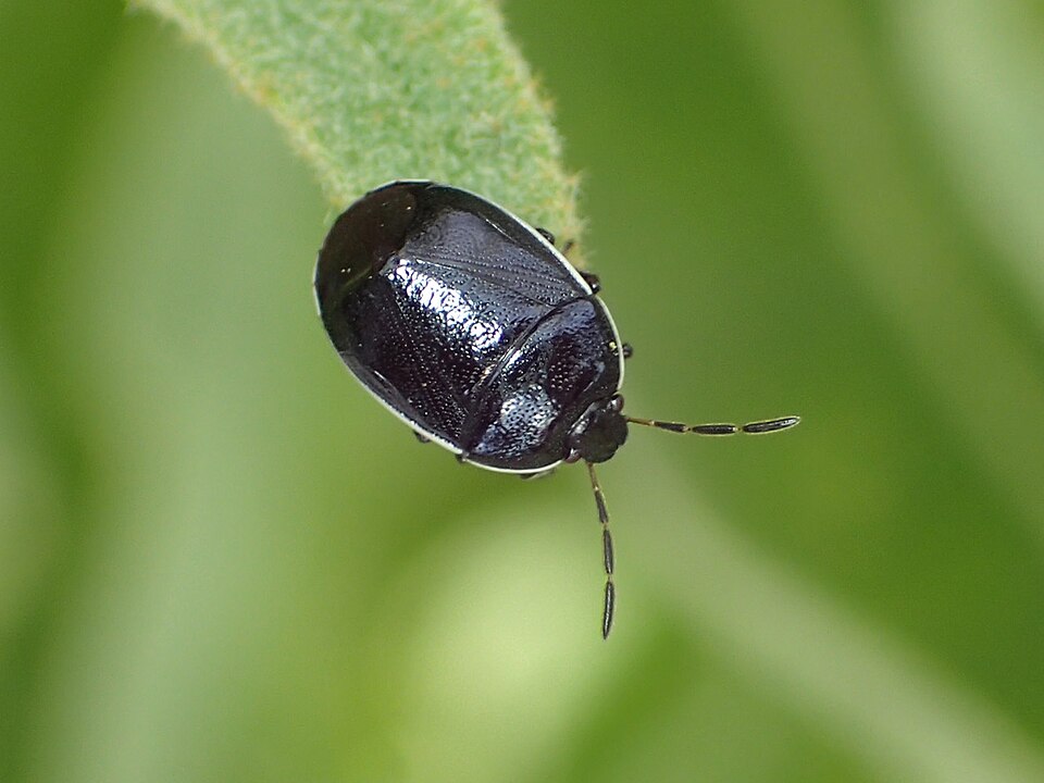 Photo of White-margined burrowing bug