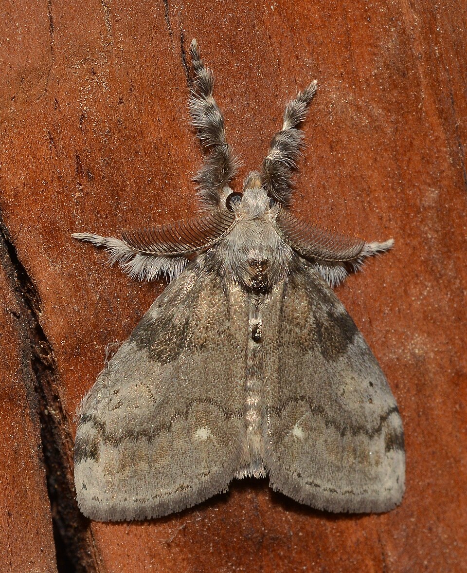 Photo of White-marked tussock moth