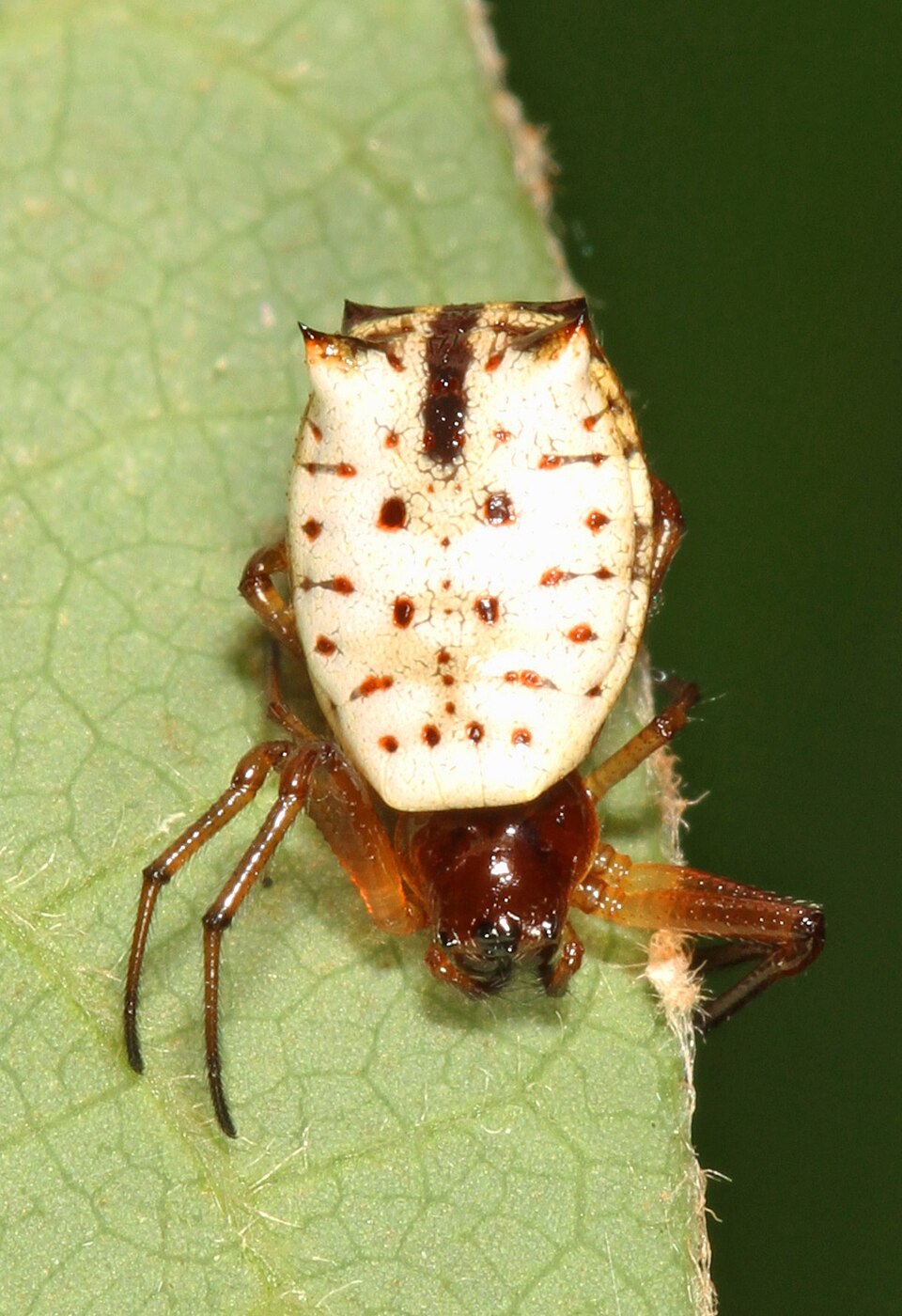 Photo of White micrathena