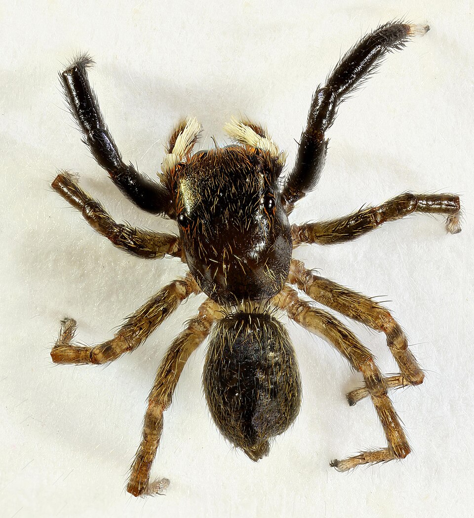 Photo of White-palped jumping spider