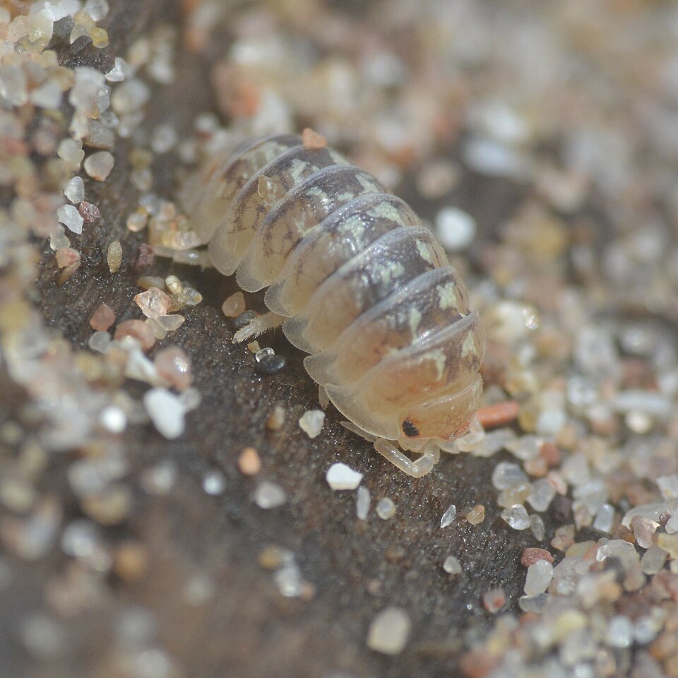 Photo of White pill woodlouse