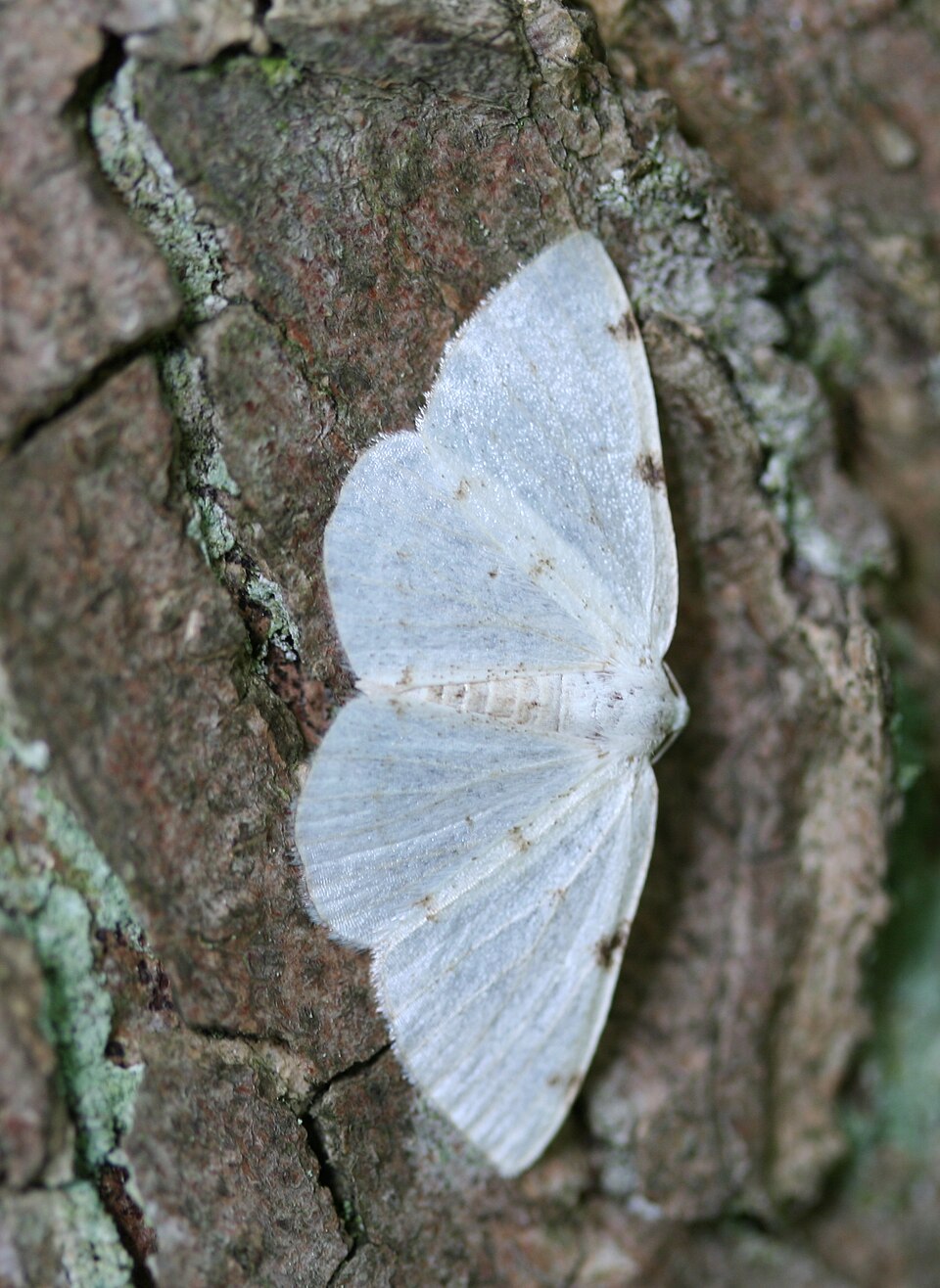Photo of White-pinion spotted
