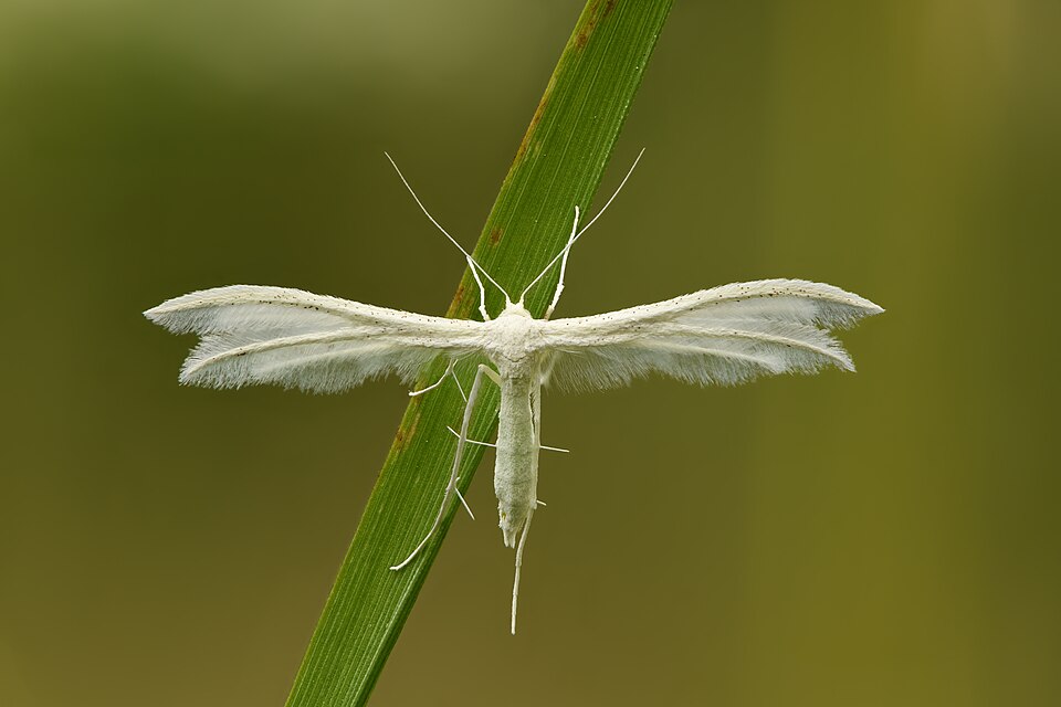 Photo of White plume moth