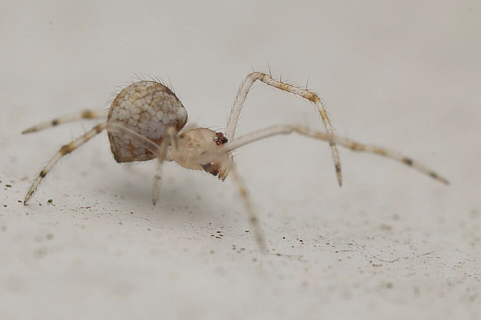 Photo of White porch spider