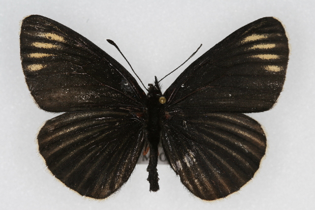 Photo of White-rayed patch