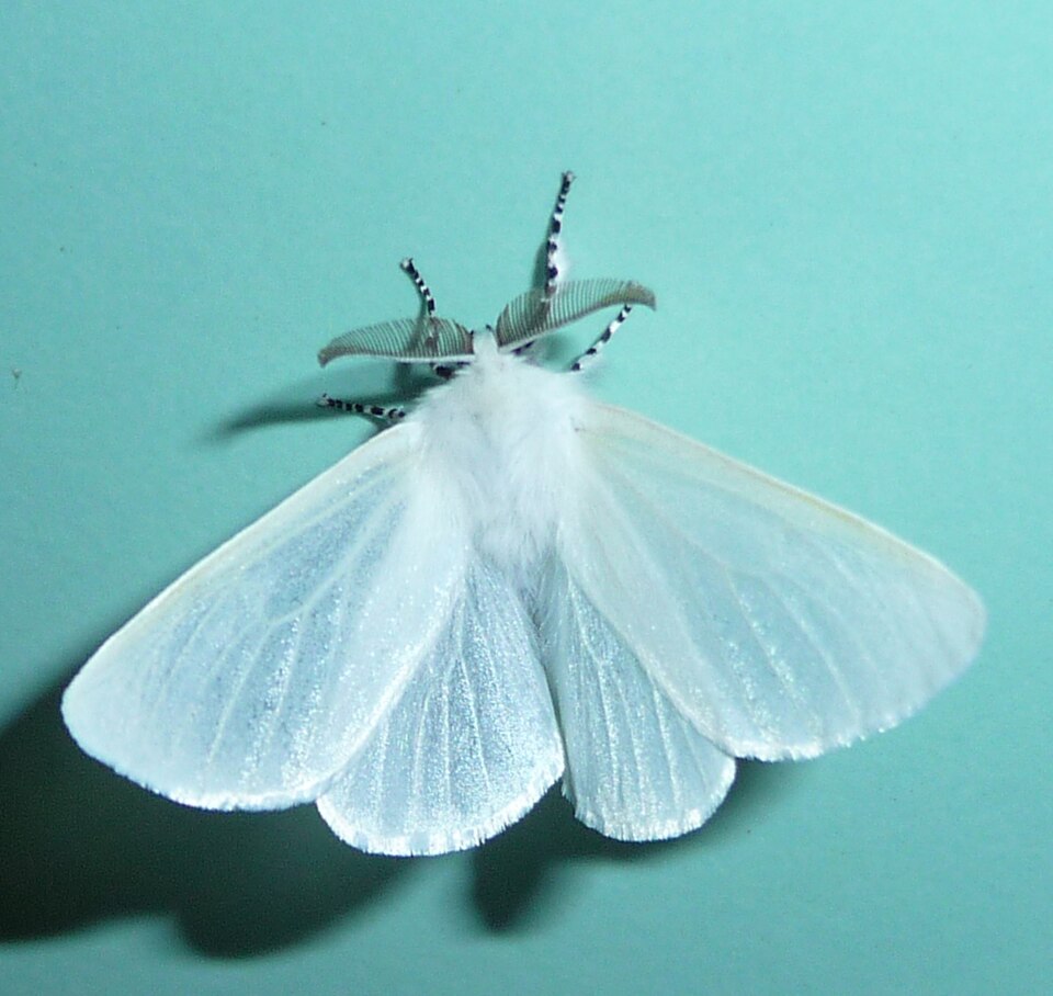 Photo of White satin moth