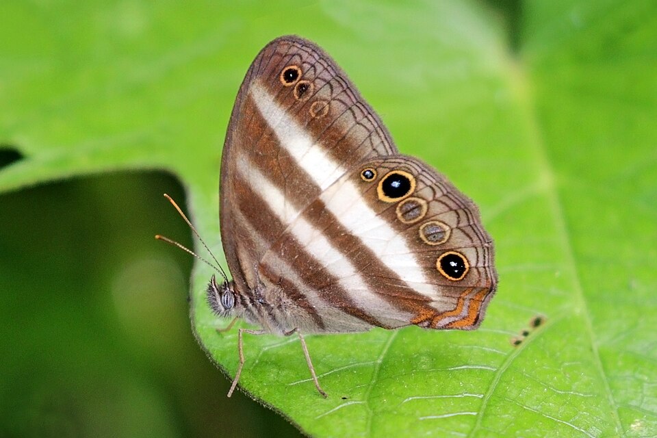 Photo of White satyr