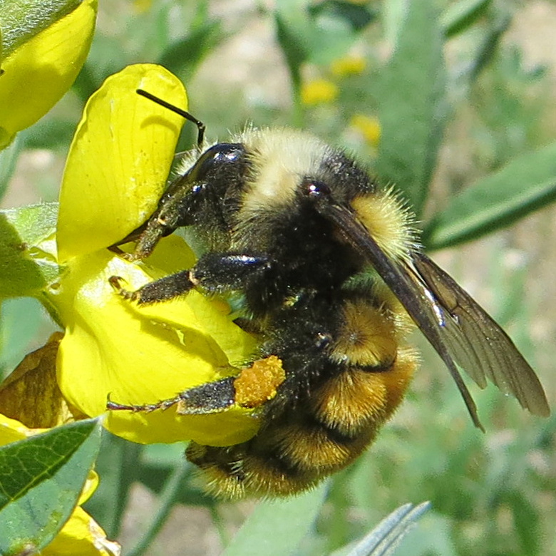 Photo of White-shouldered bumble bee