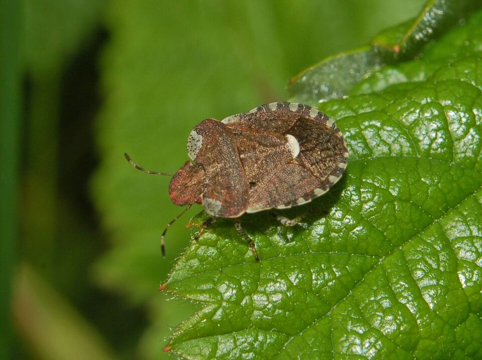 Photo of White-shouldered shieldbug