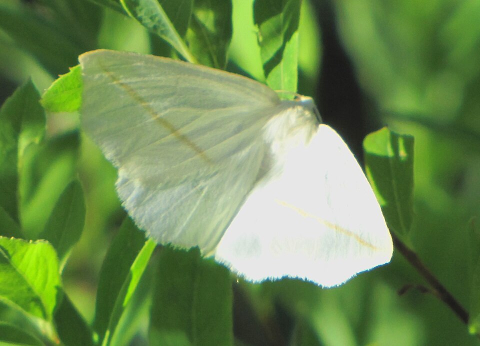 Photo of White slant-line