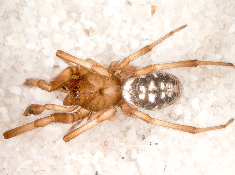 Photo of White-spotted false widow