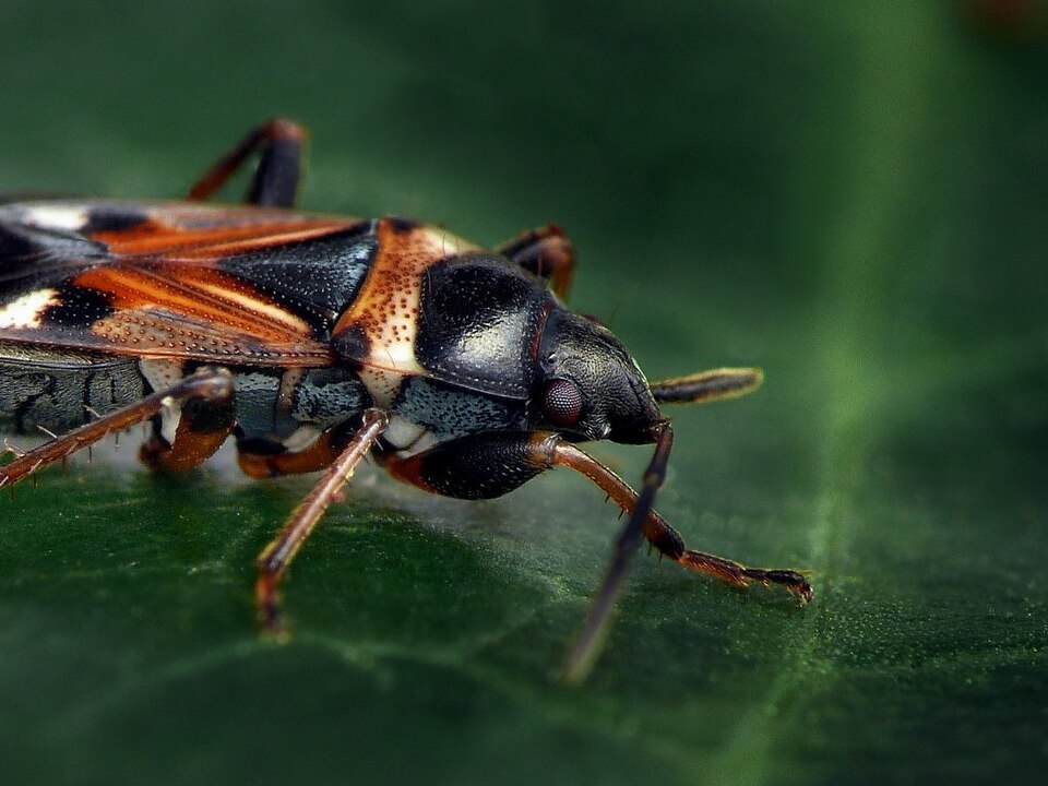 Photo of White-spotted groundbug