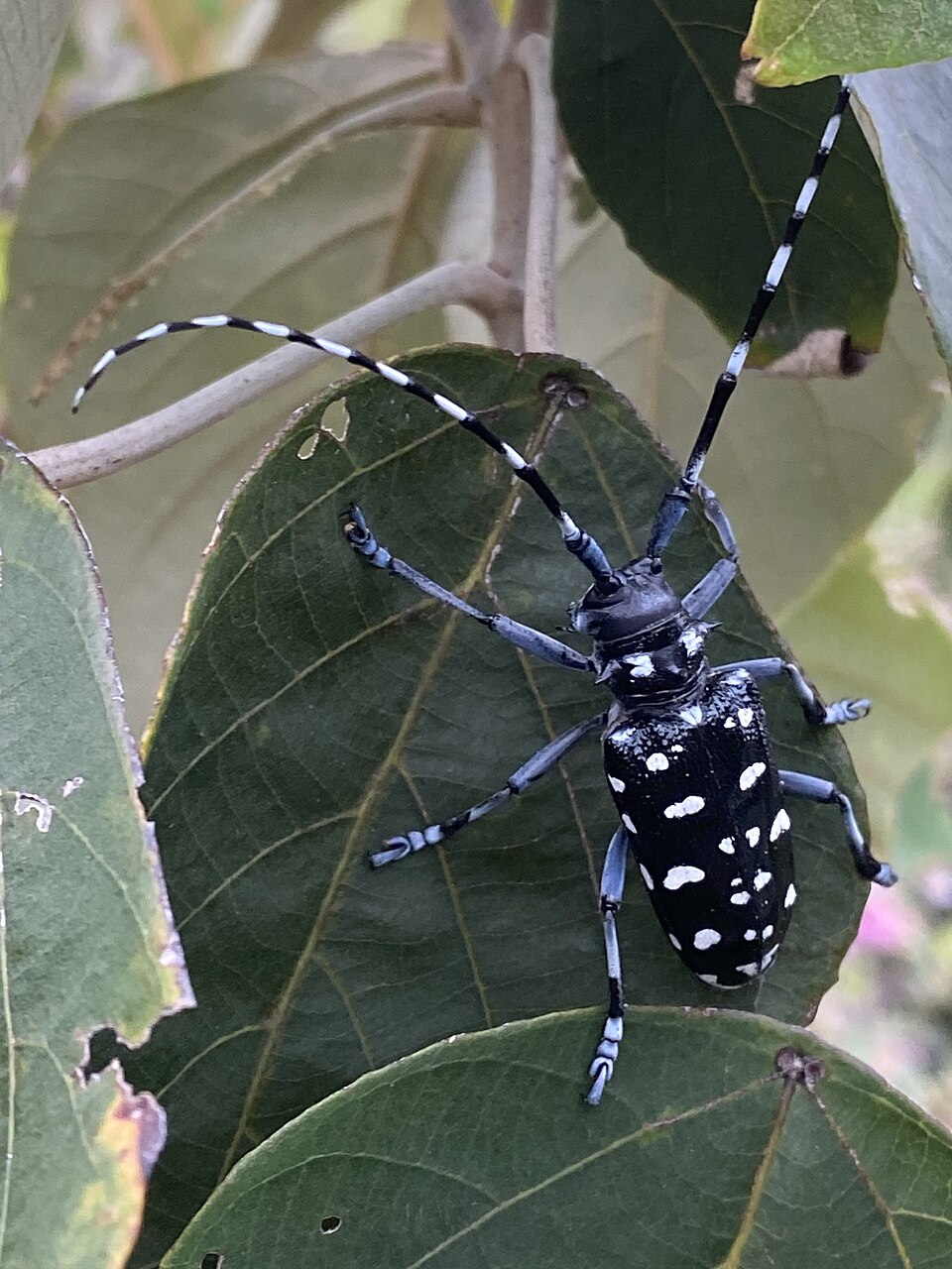 Photo of White-spotted longicorn beetle
