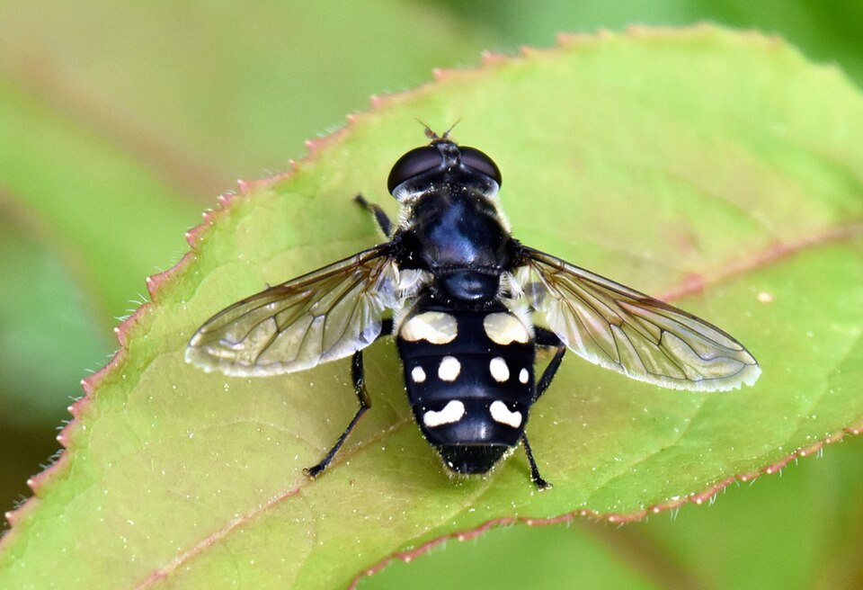 Photo of White-spotted pond fly