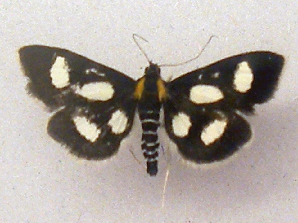 Photo of White-spotted sable