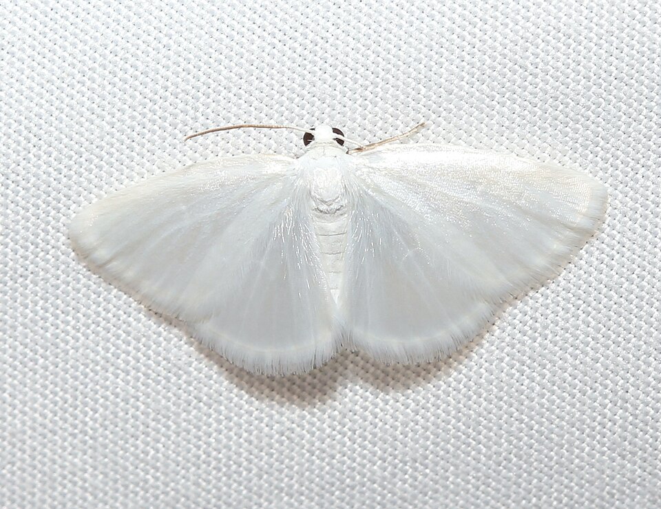 Photo of White spring moth