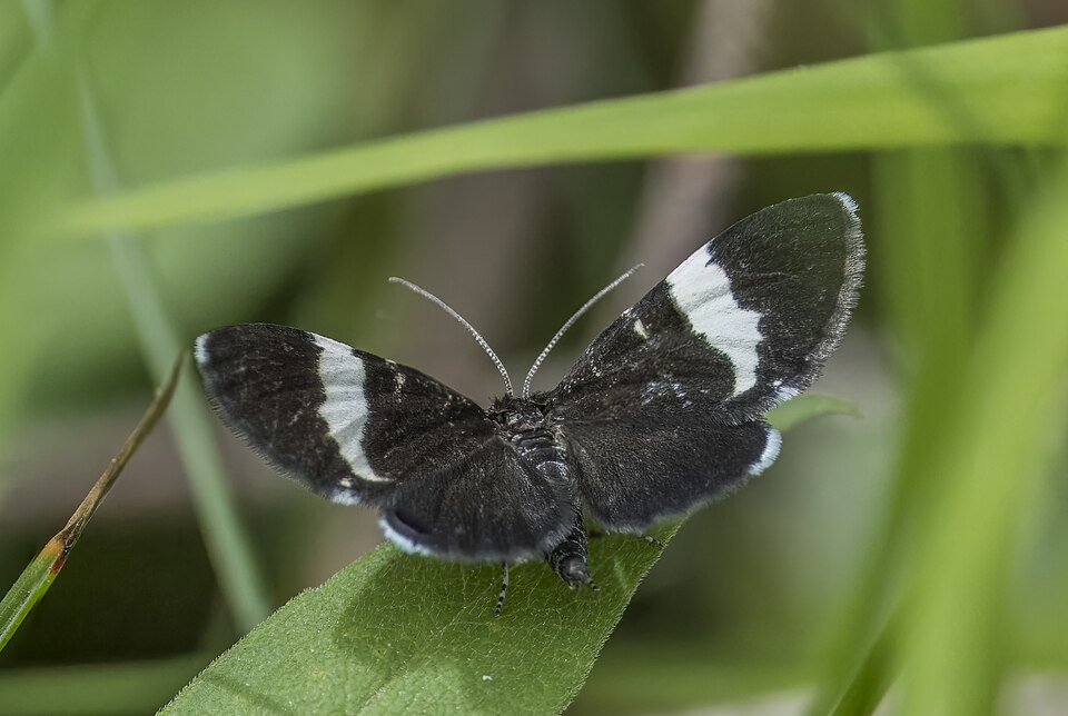 Photo of White-striped black