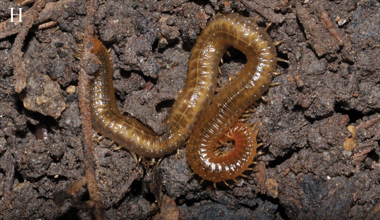 Photo of White-striped centipede