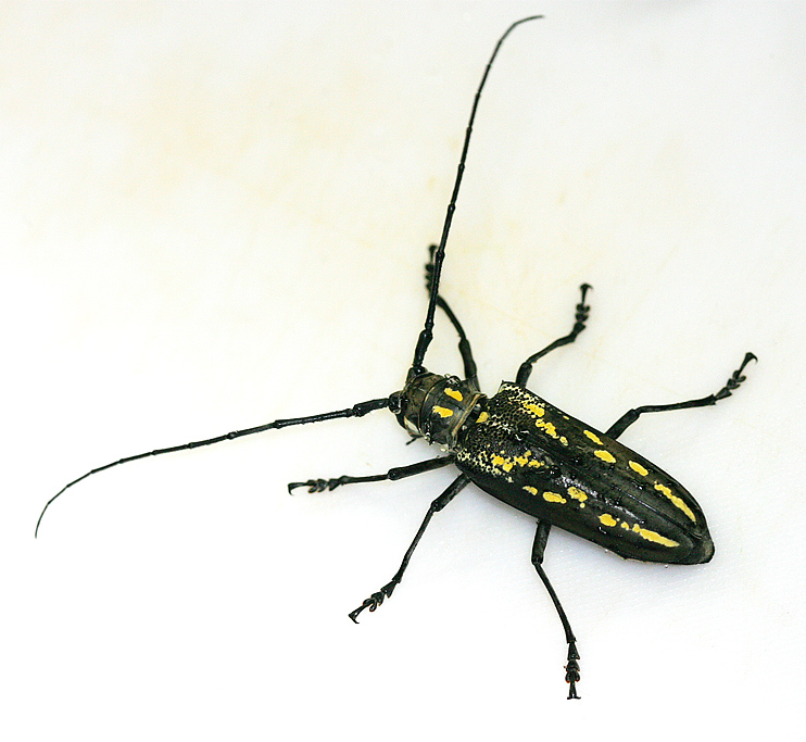 Photo of White-striped longhorn beetle