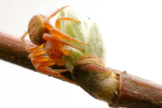 Photo of White-striped running crab spider