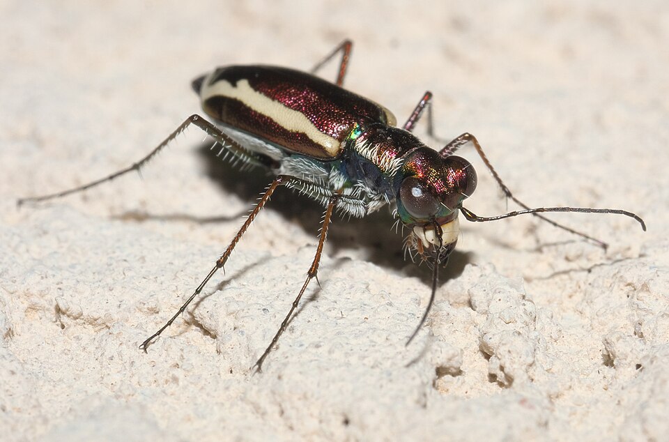 Photo of White-striped tiger beetle
