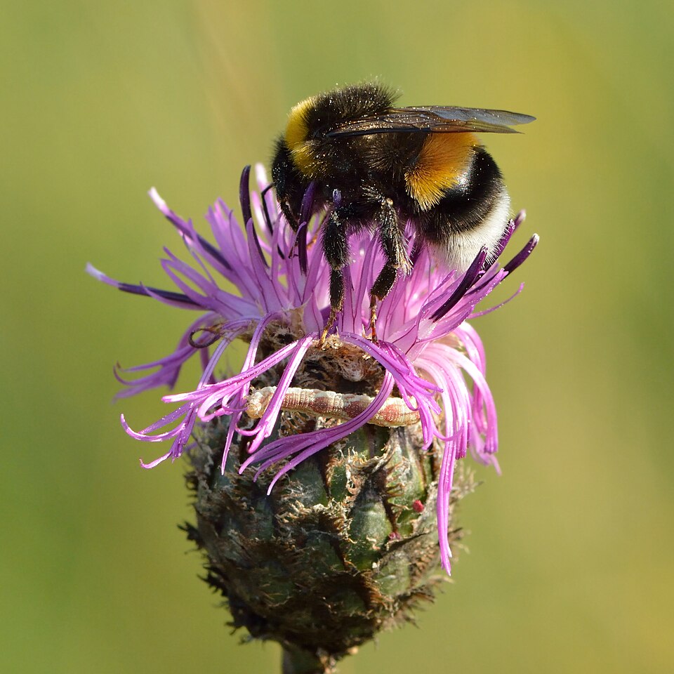 Photo of White-tailed bumblebee
