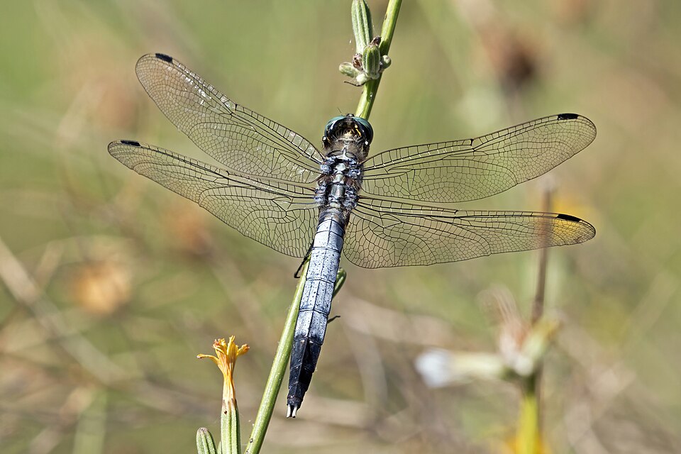 Photo of White-tailed skimmer