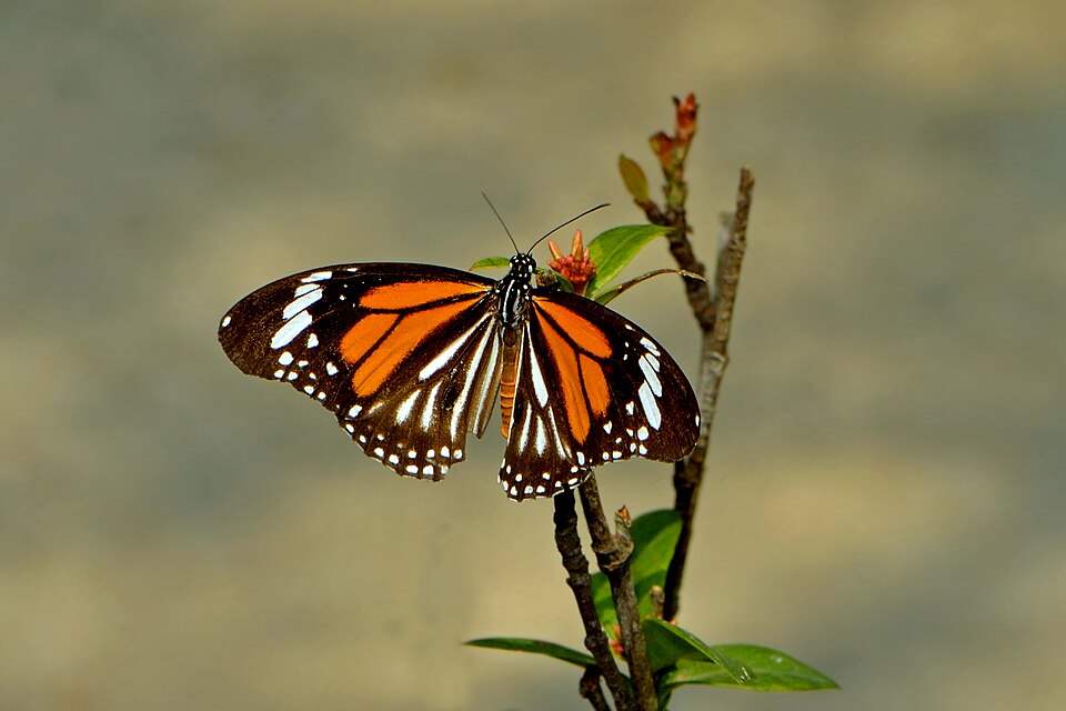Photo of White tiger butterfly