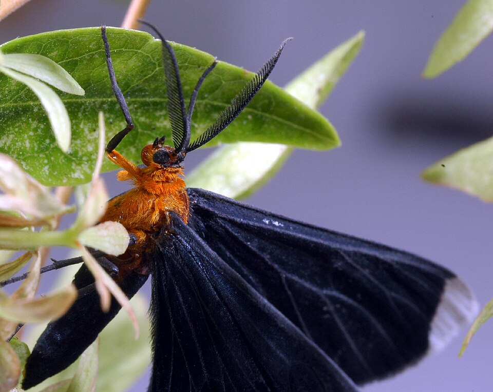 Photo of White-tipped black