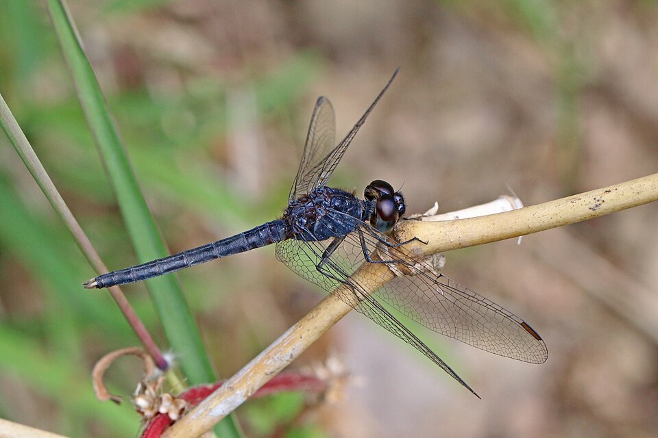 Photo of White-tipped demon