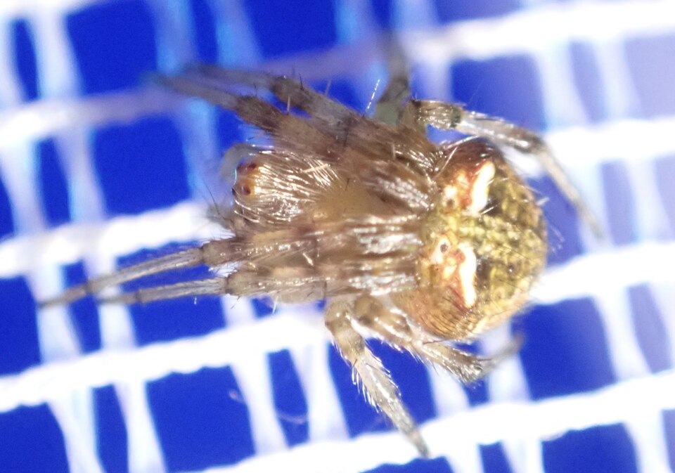 Photo of White-winged orbweaver spider