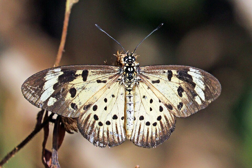 Photo of Whitebar acraea
