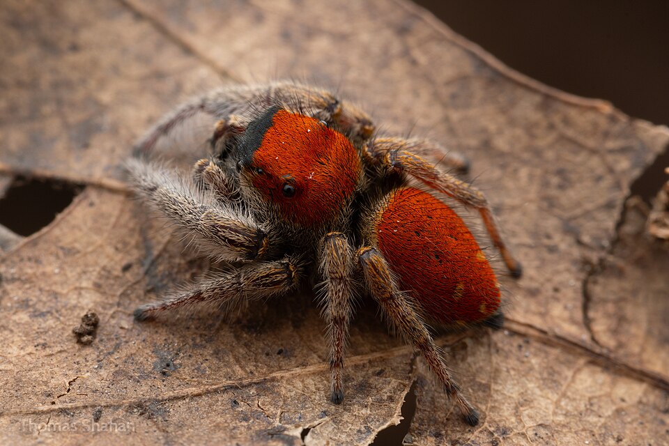 Photo of Whitman's jumping spider