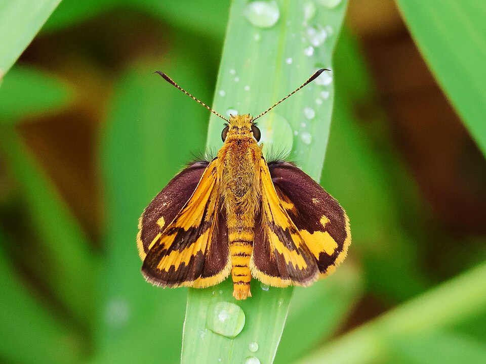 Photo of Wide-brand grass-dart