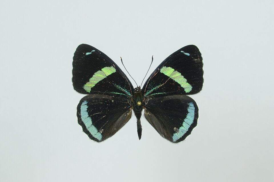 Photo of Widespread eighty-eight