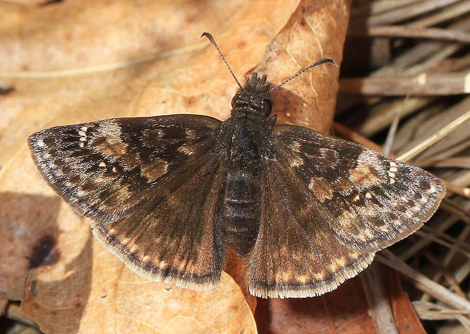 Photo of Wild indigo duskywing