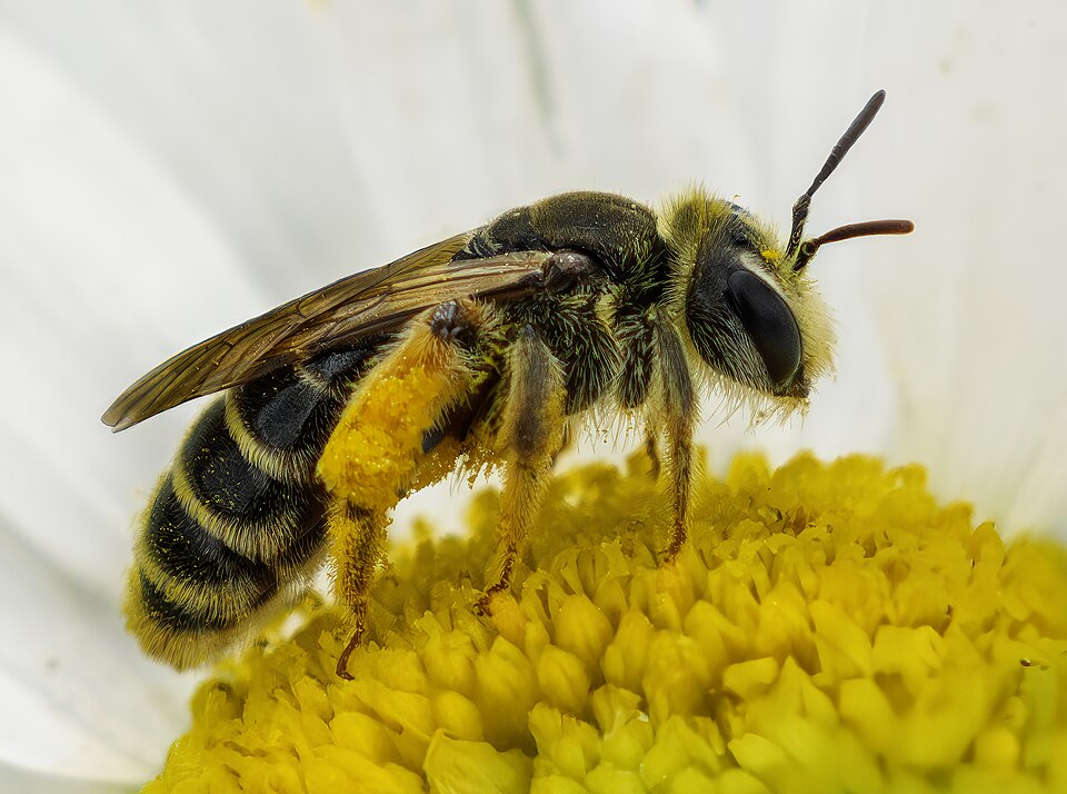 Photo of Wilke's mining bee