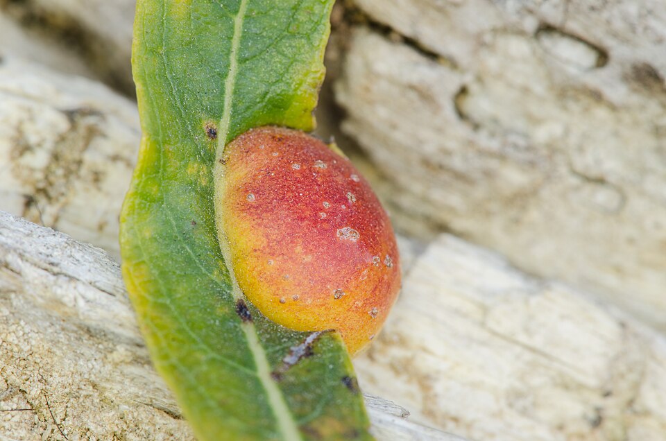 Photo of Willow apple gall sawfly