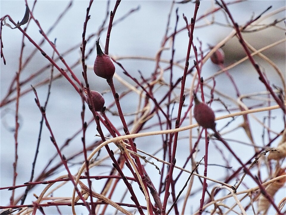 Photo of Willow beaked-gall midge