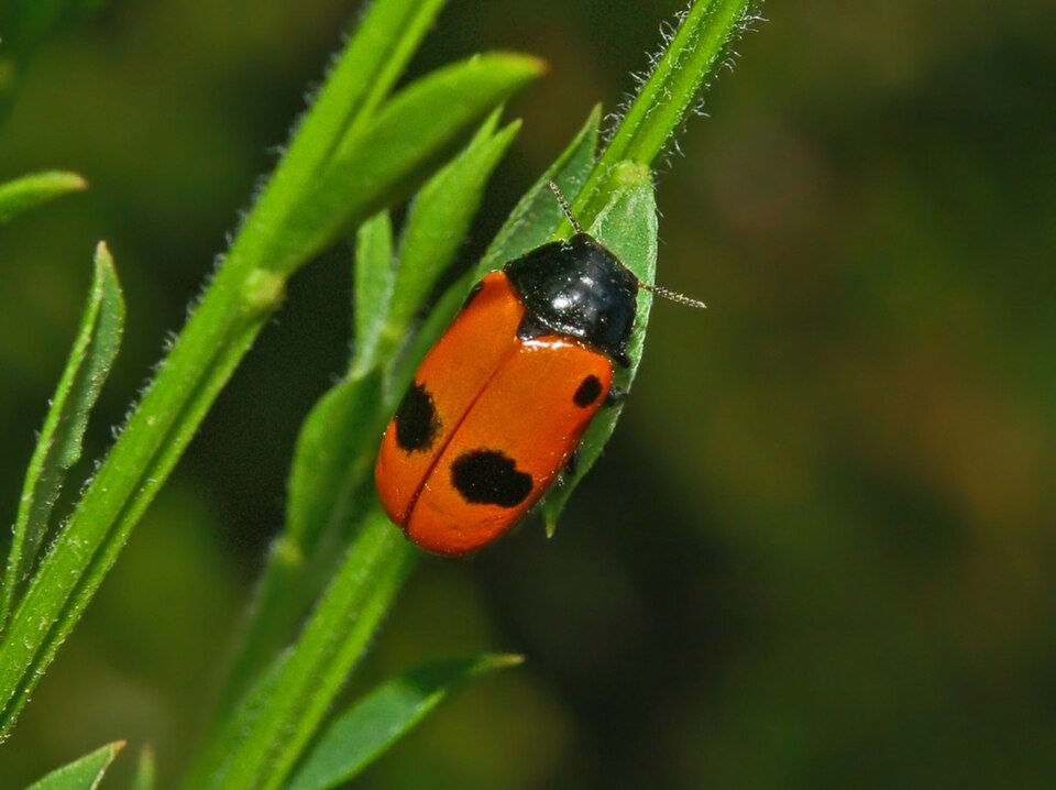 Photo of Willow clytra