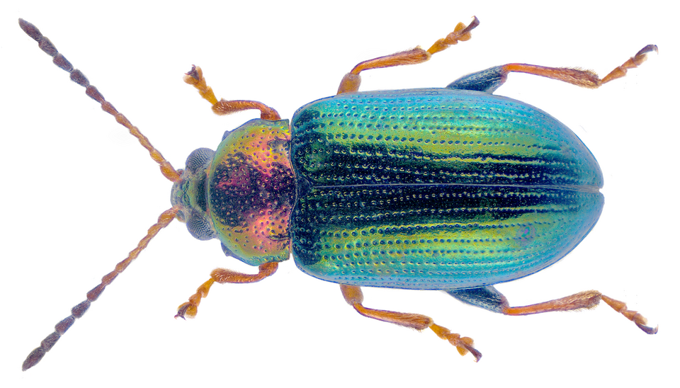 Photo of Willow flea-beetle