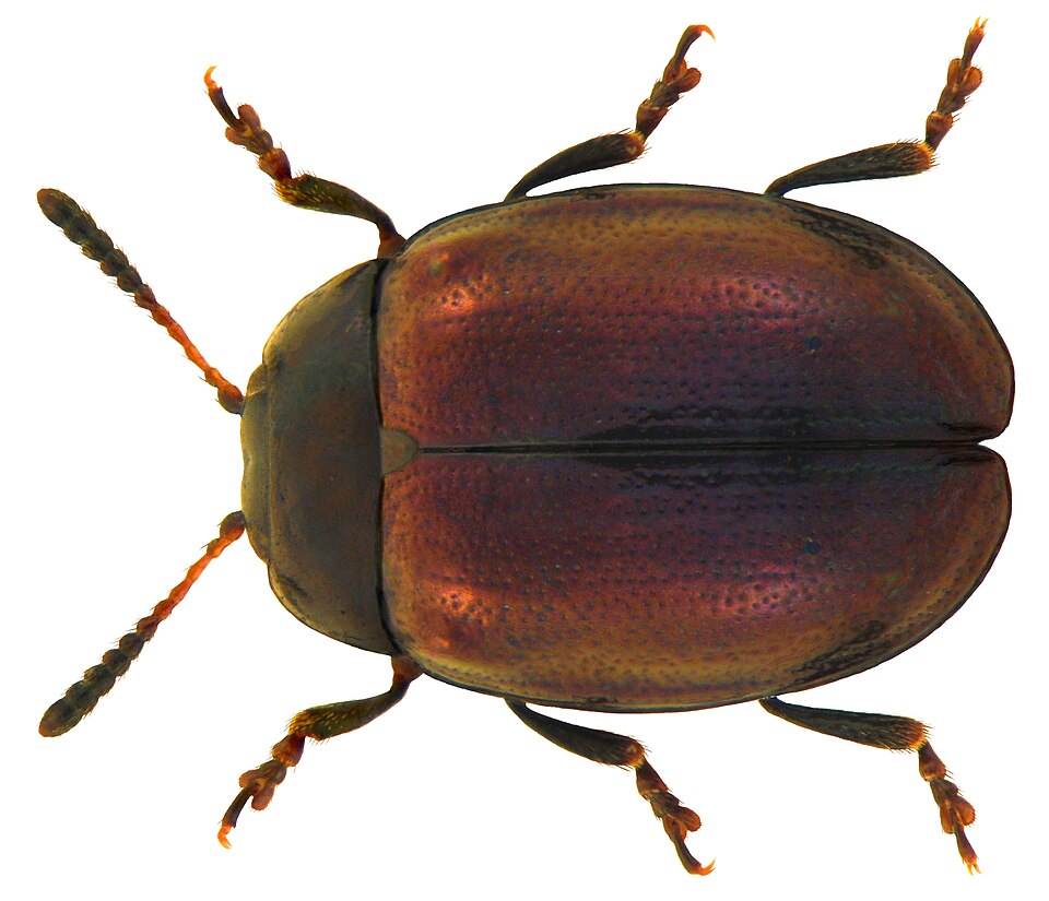 Photo of Willow leaf beetle