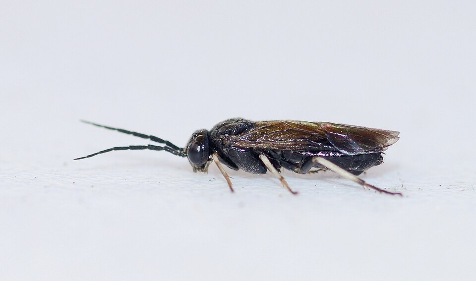 Photo of Willow redgall sawfly