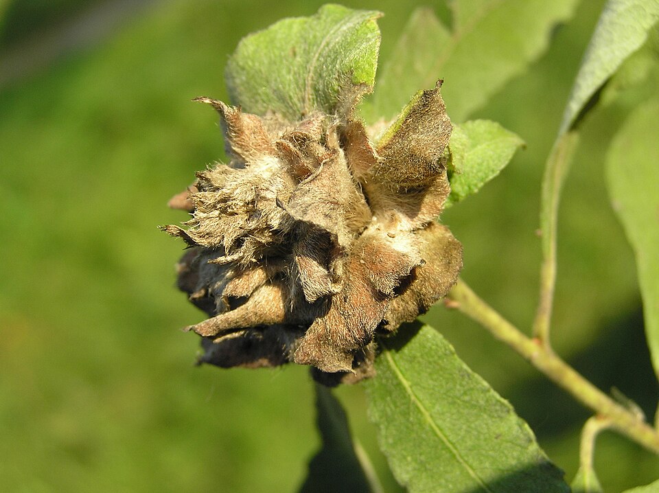Photo of Willow rose gall midge