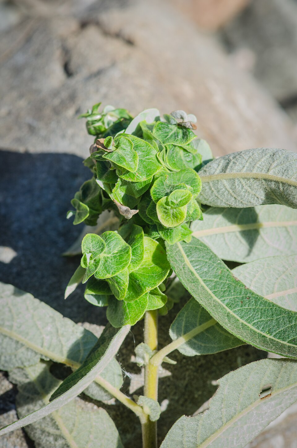 Photo of Willow rosette gall midge