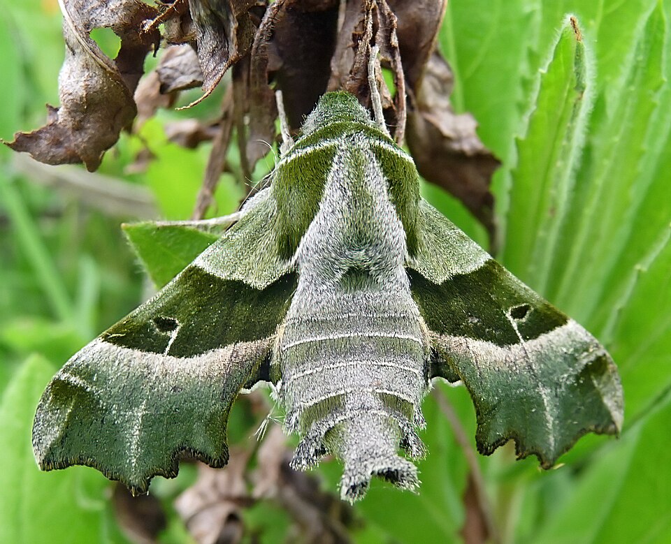Photo of Willowherb hawkmoth