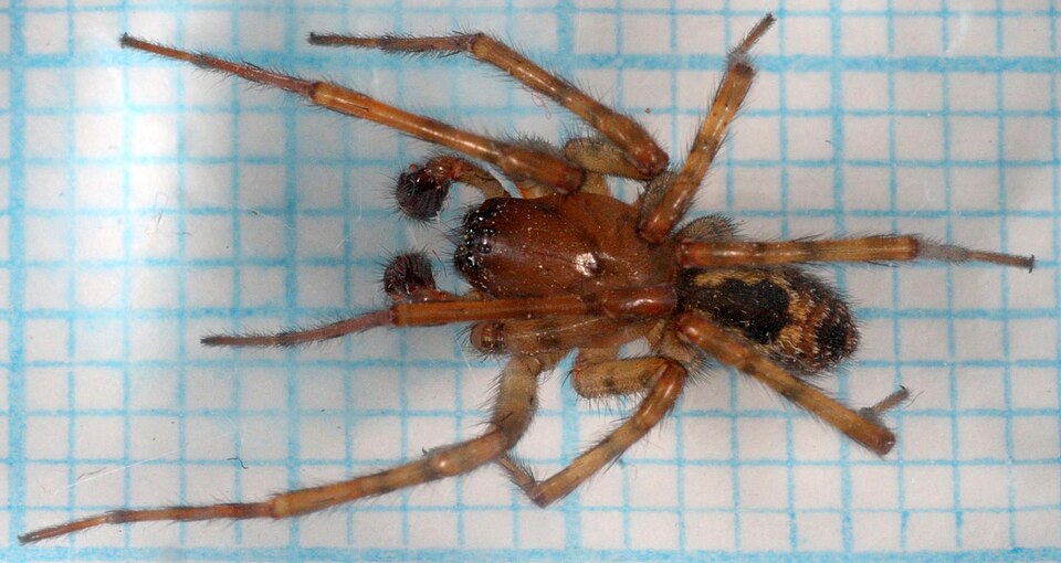 Photo of Window lace-weaver
